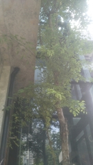 Alstonia scholaris