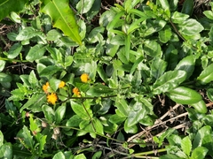 Gynura divaricata