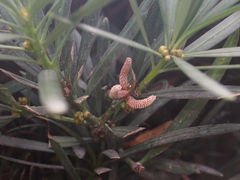 Podocarpus macrophyllus