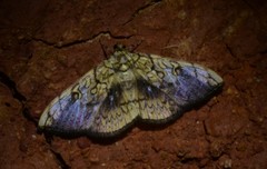 Pantographa limata
