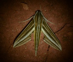Xylophanes titana