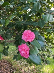 Camellia japonica