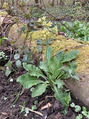 Primula elatior