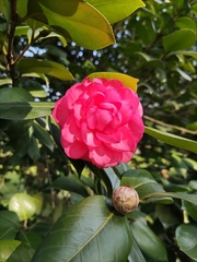 Camellia japonica