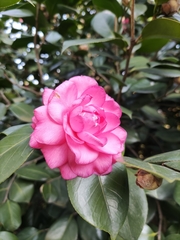 Camellia japonica