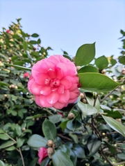 Camellia japonica