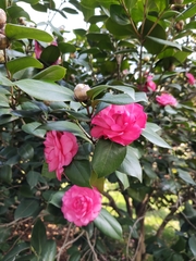 Camellia japonica
