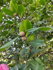 Camellia japonica