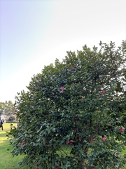 Camellia japonica