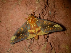 Citheronia bellavista