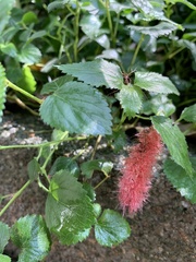 Acalypha pendula