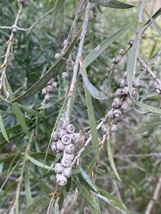 Callistemon