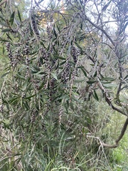 Callistemon