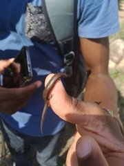 Panaspis wahlbergii