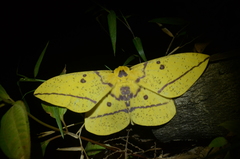 Eacles imperialis
