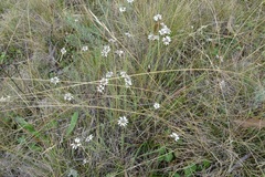 Rhodanthe anthemoides
