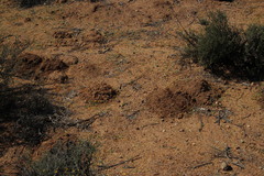 Cryptomys hottentotus