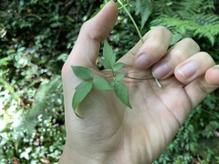 Clematis parviloba