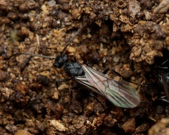 Rhytidoponera victoriae