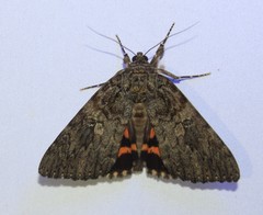 Catocala umbrosa