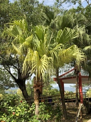 Livistona chinensis