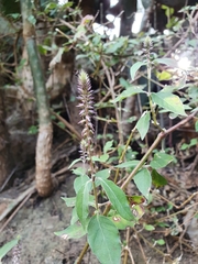 Achyranthes aspera sicula