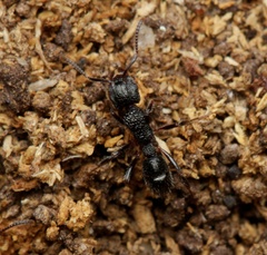 Rhytidoponera victoriae