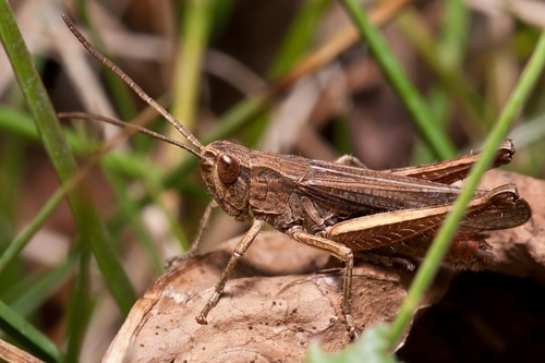 Steppe Grasshopper, photo 2 of 9