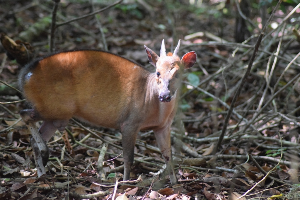 Ogilby's Duiker (Cephalophorus ogilbyi)