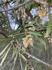 Callistemon