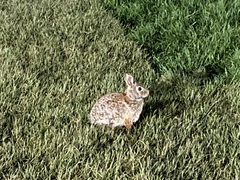 Sylvilagus floridanus