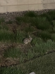 Sylvilagus floridanus