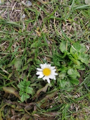 Bellis perennis