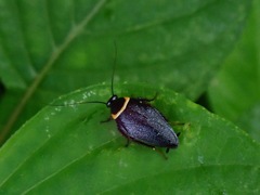 Hemithyrsocera palliata