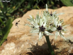 Allium meronense