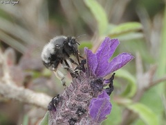 Anthophora nigriceps