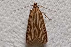 Helcystogramma albinervis