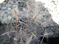 Elymus elymoides elymoides