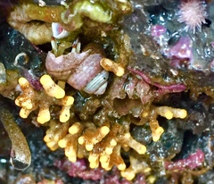 Heteropora pacifica