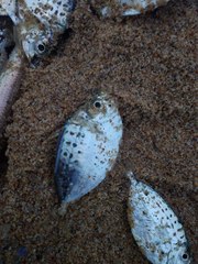 Leiognathidae