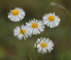 Erigeron quercifolius