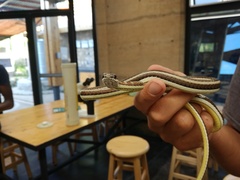 Psammophis subtaeniatus