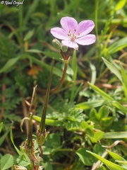 Erodium acaule