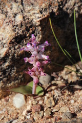 Lachenalia carnosa