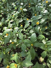 Sphagneticola calendulacea