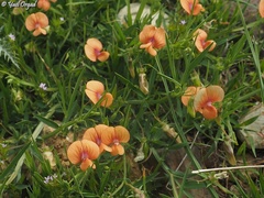 Lathyrus ciliolatus