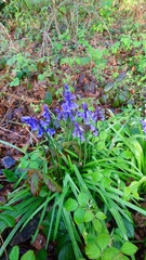 Hyacinthoides