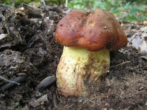 Butter Bolete