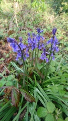 Hyacinthoides