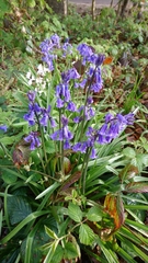 Hyacinthoides
